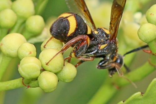 Leucospis sinensis